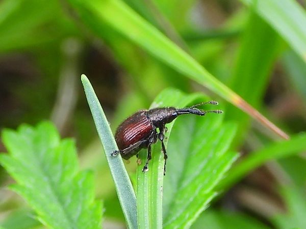 Tatianaerhynchites aequatus  - Mirko Tomasi