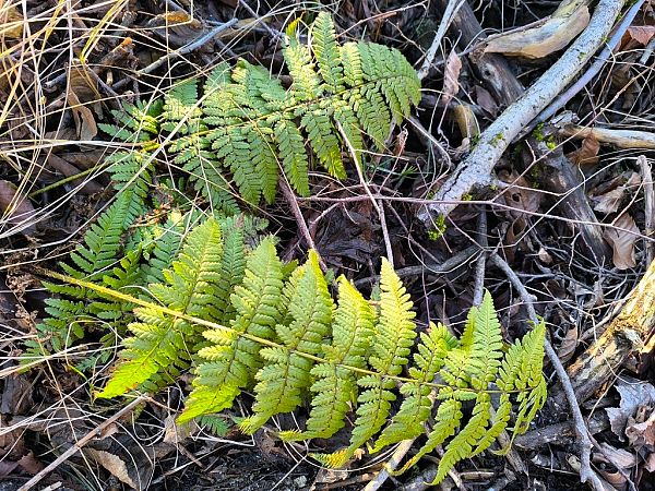 Dryopteris dilatata  - Mirko Tomasi