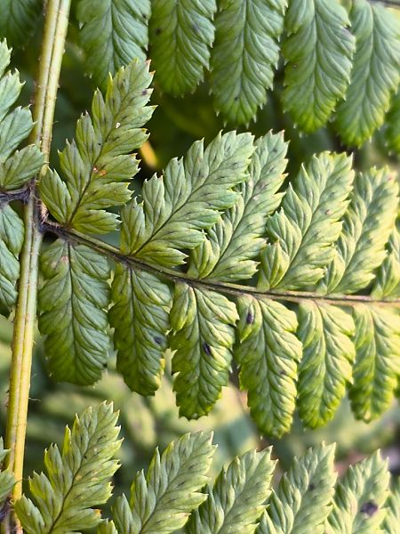 Dryopteris dilatata  - Mirko Tomasi