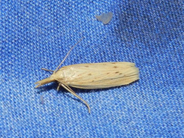 Ematheudes punctella  - Mirko Tomasi