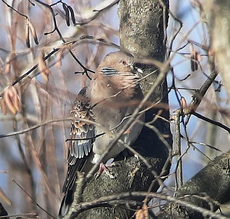Tortora orientale  - Enrico Bresciani
