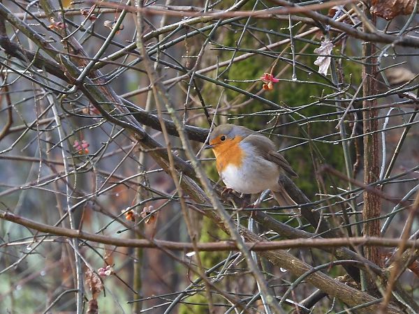 Pettirosso  - Maria Rita Gelso