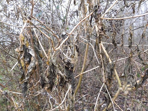 Phytolacca americana  - Maria Rita Gelso