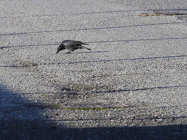 Cornacchia nera/grigia  - Maria Rita Gelso
