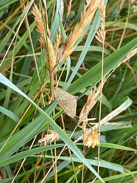 Sitochroa verticalis  - Maria Rita Gelso