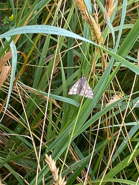 Sitochroa verticalis  - Maria Rita Gelso