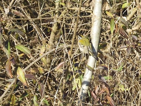 Fiorrancino  - Maria Rita Gelso