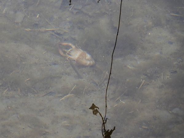 Gambero rosso della Louisiana  - Maria Rita Gelso