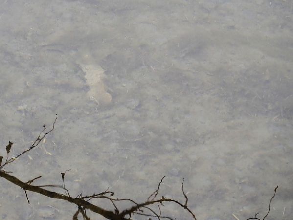 Gambero rosso della Louisiana  - Maria Rita Gelso