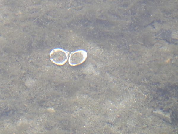 Corbicula fluminea  - Maria Rita Gelso