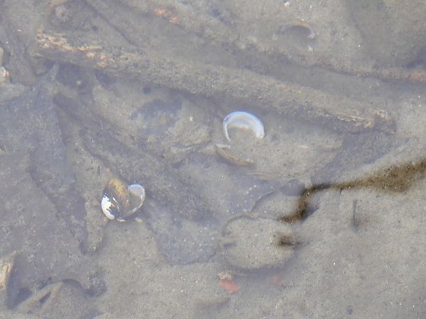 Corbicula fluminea  - Maria Rita Gelso