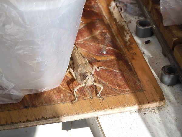 Anacridium aegyptium  - Maria Rita Gelso