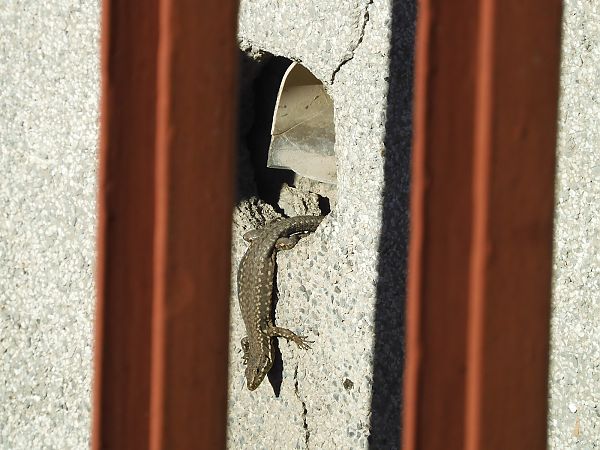Lucertola muraiola  - Maria Rita Gelso