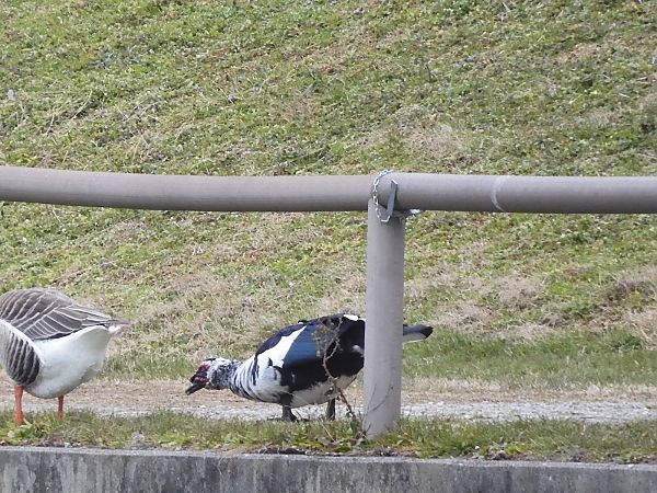 Anatra muta  - Maria Rita Gelso