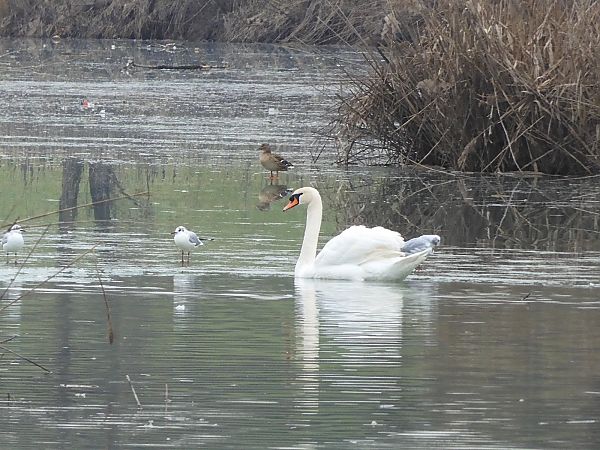 Cigno reale  - Maria Rita Gelso