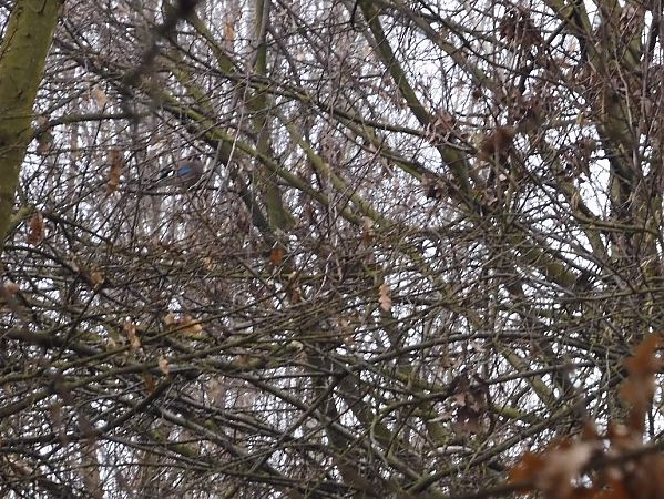 Ghiandaia  - Maria Rita Gelso