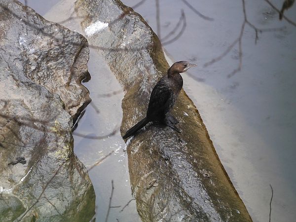 Marangone minore  - Maria Rita Gelso