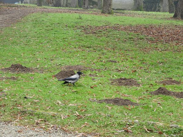 Talpa europea  - Maria Rita Gelso