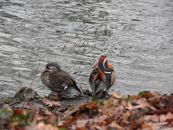 Anatra mandarina  - Maria Rita Gelso