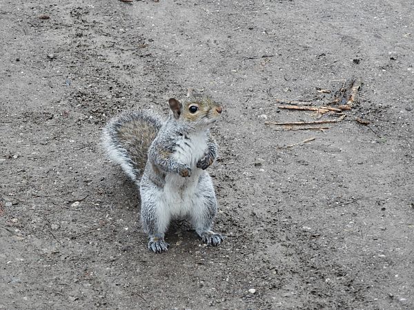 Scoiattolo grigio  - Maria Rita Gelso