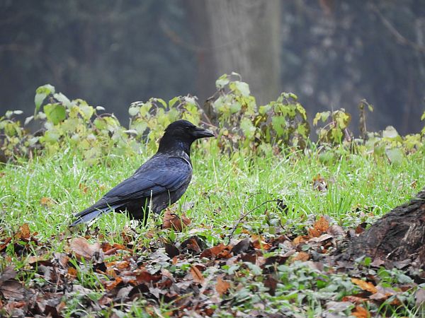 Cornacchia nera/grigia  - Maria Rita Gelso