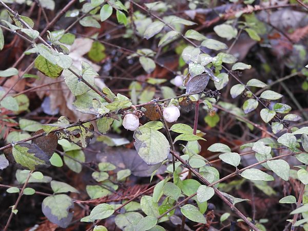 Symphoricarpos albus  - Maria Rita Gelso