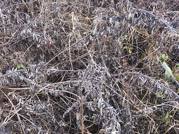 Artemisia verlotiorum  - Maria Rita Gelso