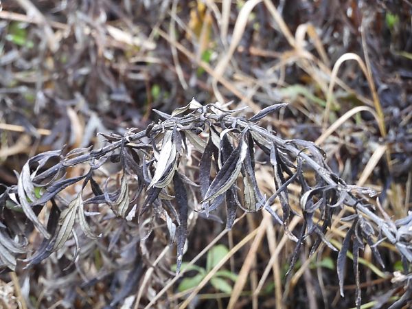 Artemisia verlotiorum  - Maria Rita Gelso