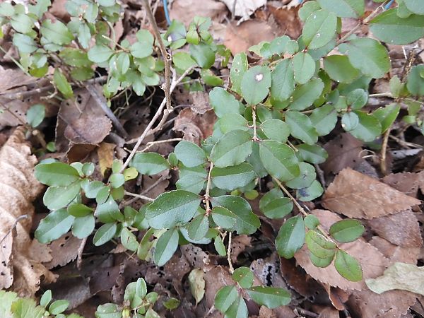 Ligustrum sinense  - Maria Rita Gelso
