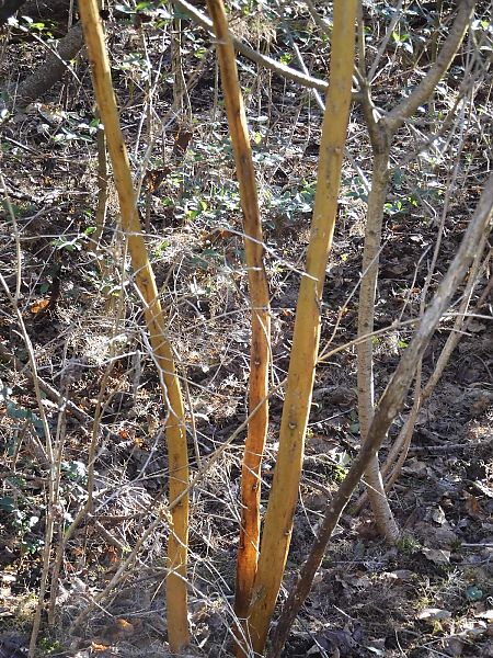 Phytolacca americana  - Maria Rita Gelso