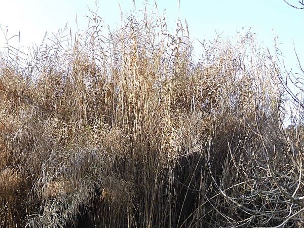 Arundo donax  - Maria Rita Gelso