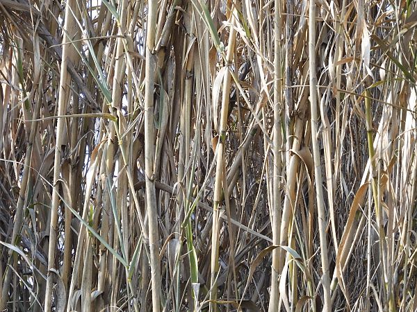 Arundo donax  - Maria Rita Gelso