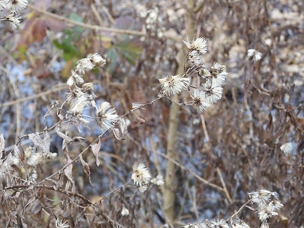 Solidago gigantea  - Maria Rita Gelso