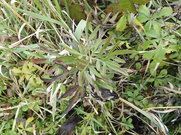 Artemisia verlotiorum  - Maria Rita Gelso
