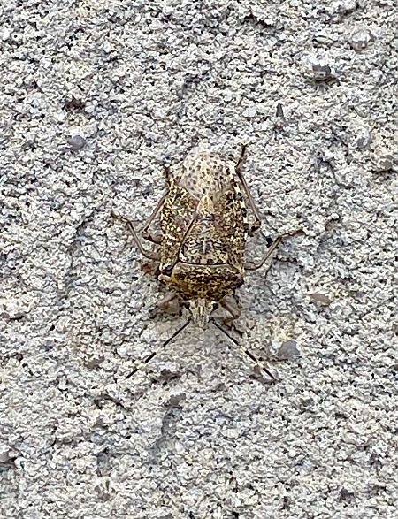 Rhaphigaster nebulosa  - Maria Rita Gelso