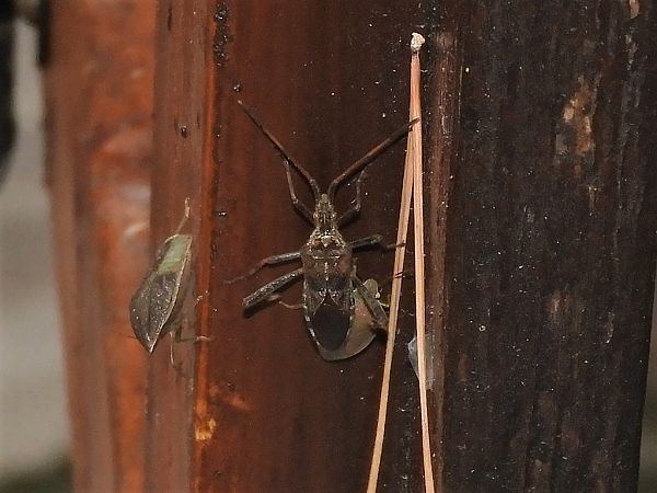 Leptoglossus occidentalis  - Maria Rita Gelso