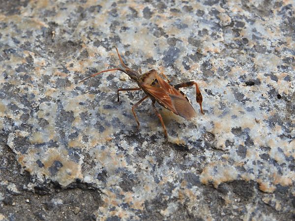 Leptoglossus occidentalis  - Maria Rita Gelso