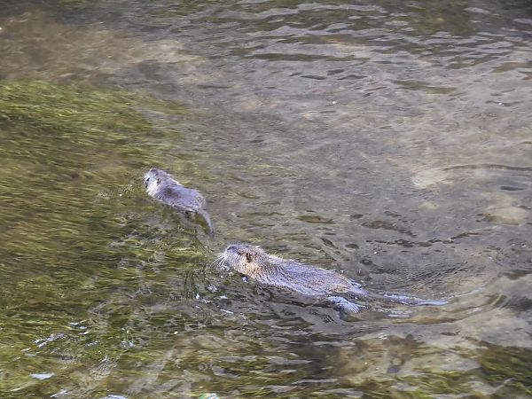 Nutria  - Maria Rita Gelso