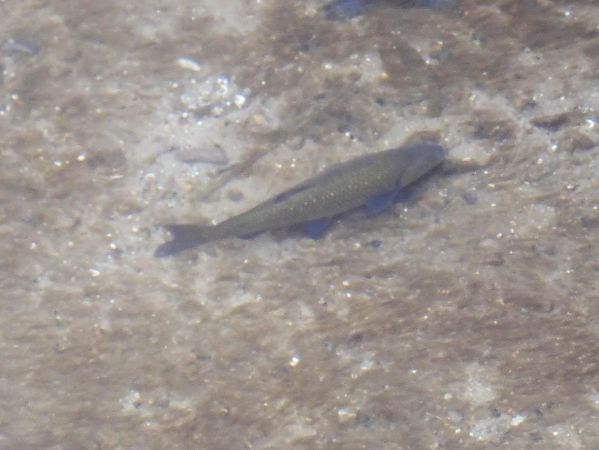 Cavedano  - Maria Rita Gelso