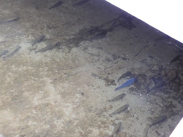 Cavedano  - Maria Rita Gelso