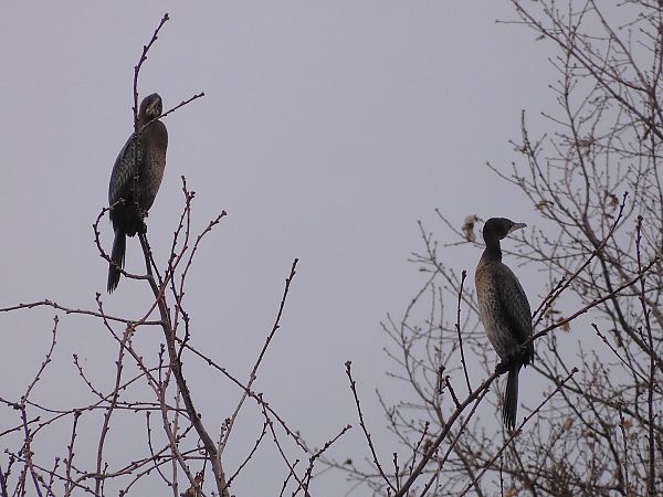 Marangone minore  - Maria Rita Gelso
