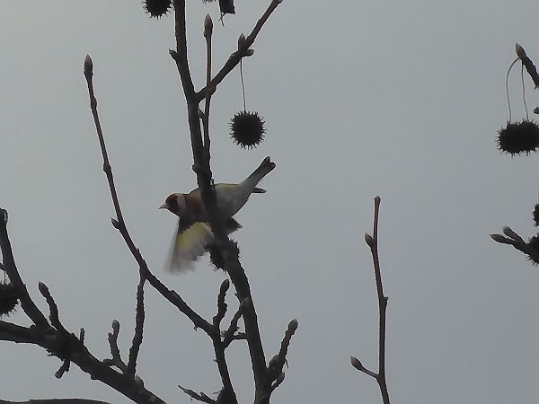 Cardellino  - Maria Rita Gelso