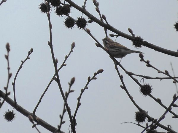Migliarino di palude  - Maria Rita Gelso