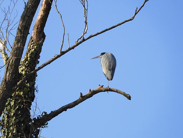 Airone cenerino  - Maria Rita Gelso