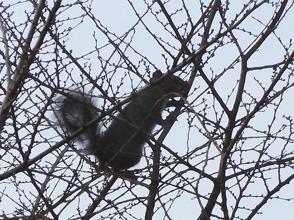 Scoiattolo grigio  - Maria Rita Gelso