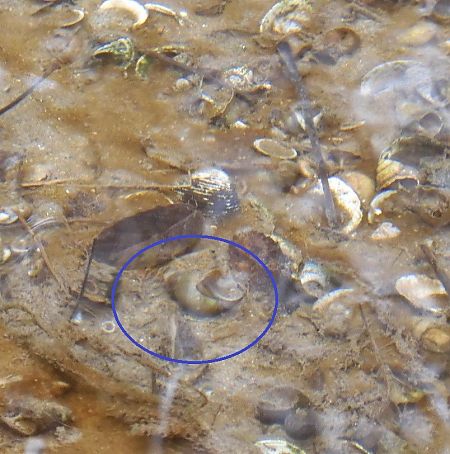 Physella acuta  - Maria Rita Gelso