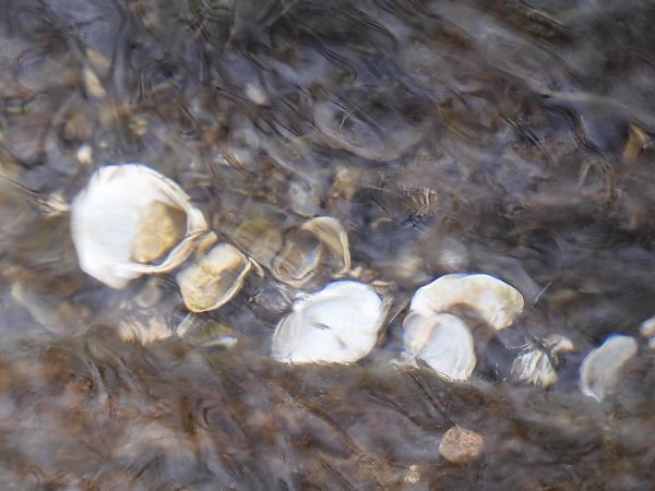 Corbicula fluminea  - Maria Rita Gelso