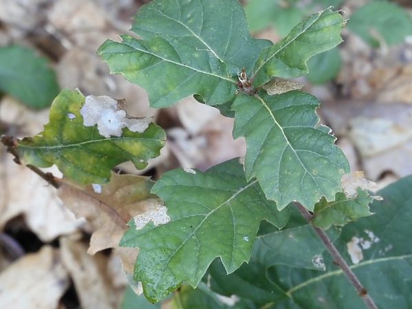 Tischeria ekebladella  - Maria Rita Gelso