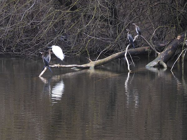 Marangone minore  - Maria Rita Gelso