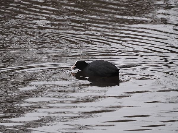 Folaga  - Maria Rita Gelso